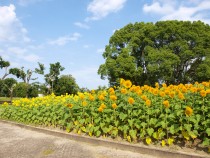 himawari_parkcafe_210727_01