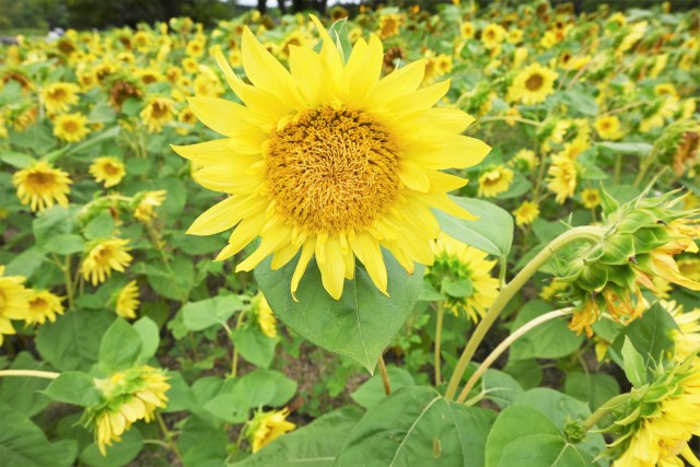 himawari_parkcafe_220908_02