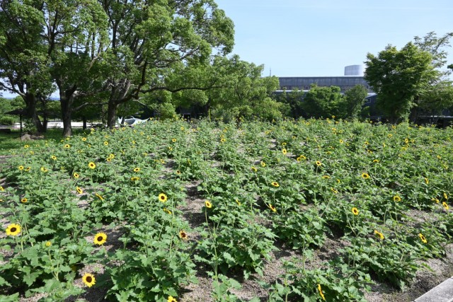 himawari_parkcafe_260708_02