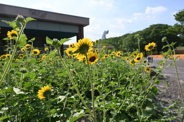 himawari_parkcafe_260715_02