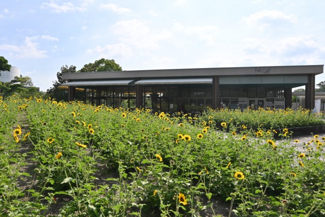 himawari_parkcafe_260715_03