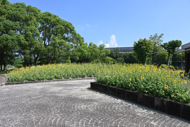 himawari_parkcafe_260721_03