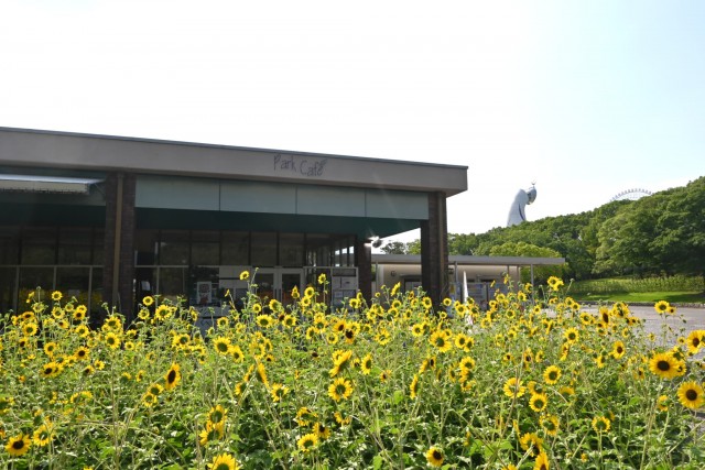 himawari_parkcafe_260729_01