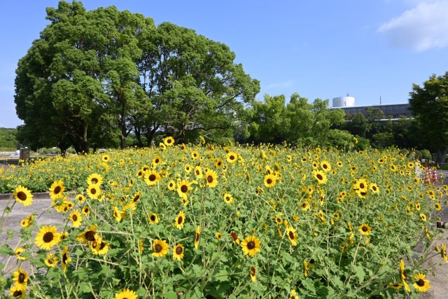 himawari_parkcafe_260729_02