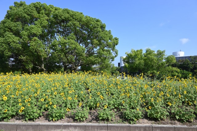 himawari_parkcafe_260729_03