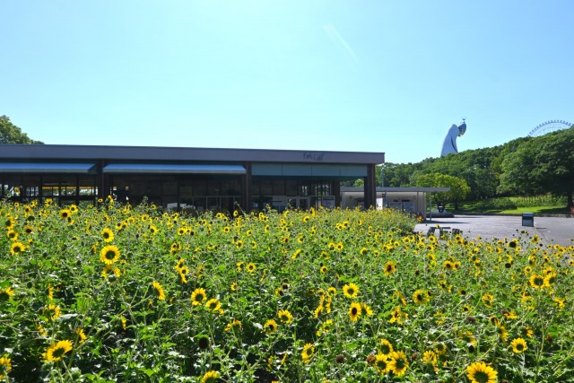 himawari_parkcafe_260805_01