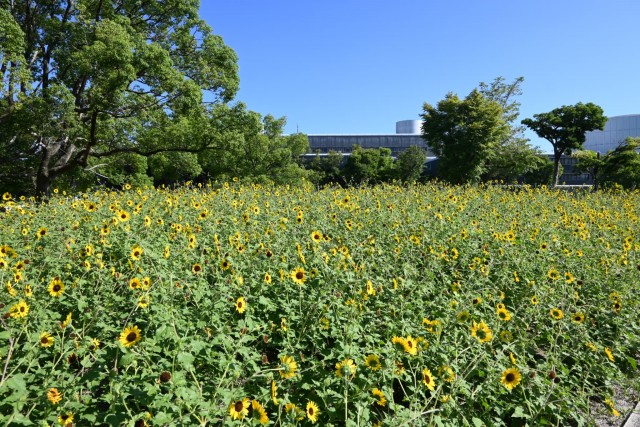 himawari_parkcafe_260805_03