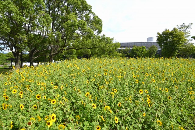himawari_parkcafe_260811_01