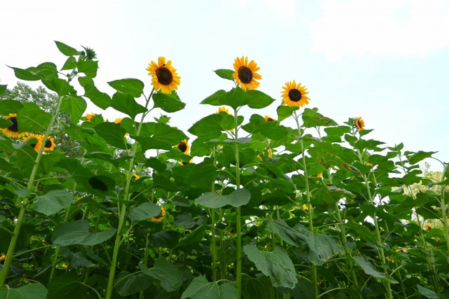 himawari_sekainomori_260715_02