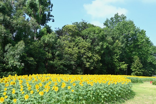 himawari_sekainomori_260721_02
