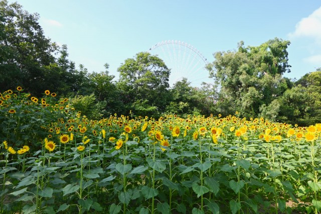himawari_sekainomori_260721_03