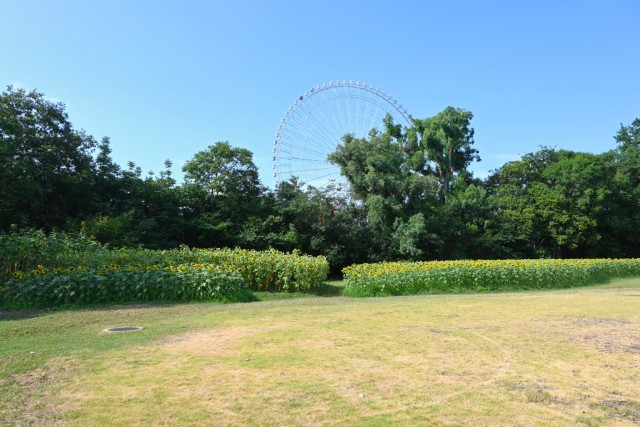 himawari_sekainomori_260729_07