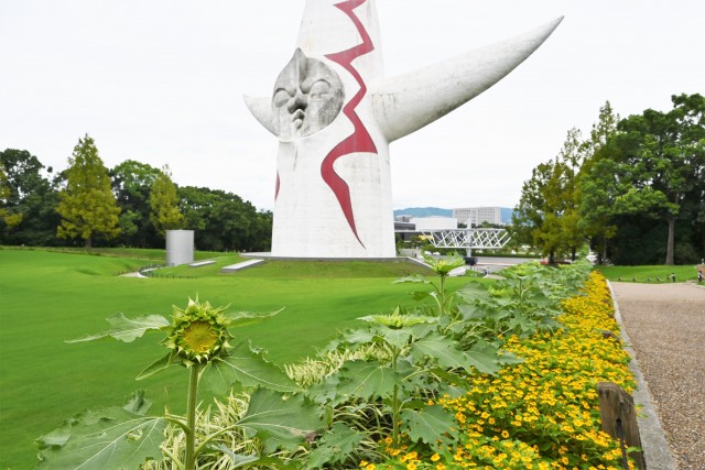 himawari_taiyo_220824_02