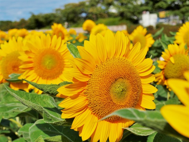 ヒマワリ 年 更新終了しました 万博記念公園