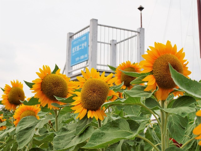 ヒマワリ 年 更新終了しました 万博記念公園