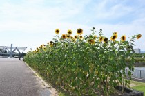 himawari_yumenoike_220810_01