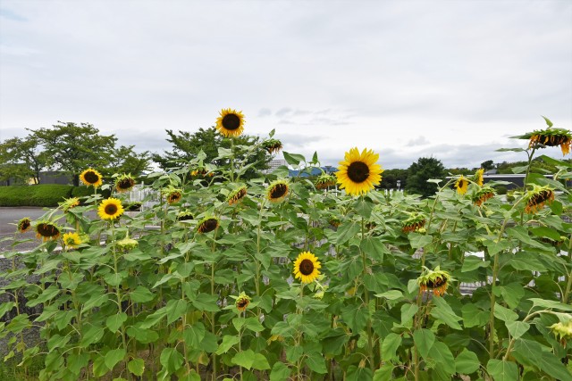 himawari_yumenoike_220824_01
