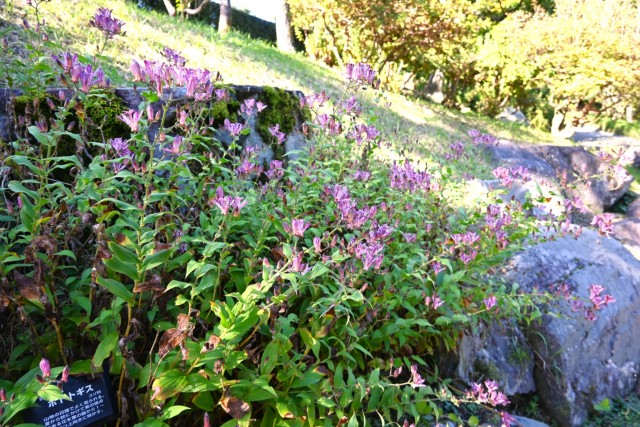 hototogisu_251023_01