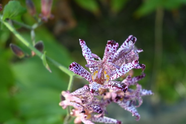 hototogisu_251023_02