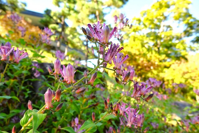 hototogisu_251023_03