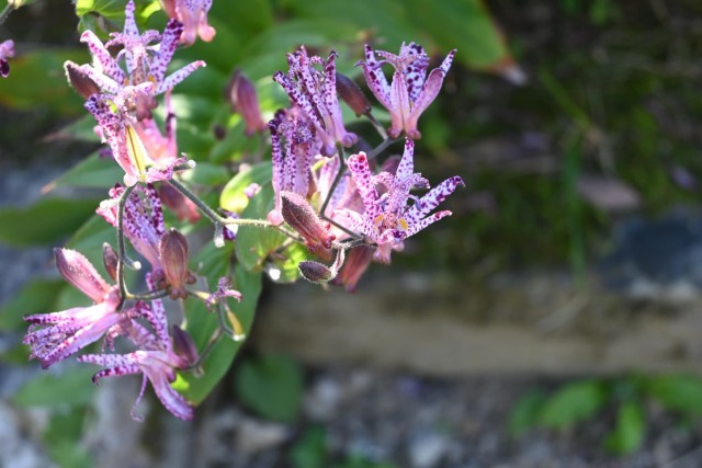 hototogisu_251029_01