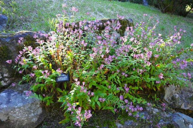 hototogisu_251029_02