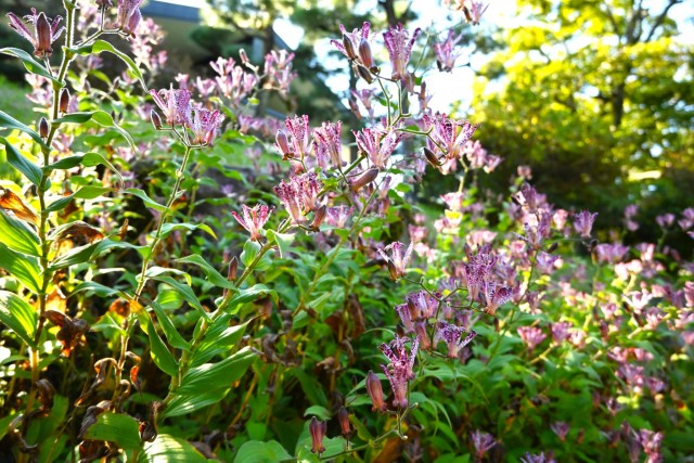 hototogisu_251029_03