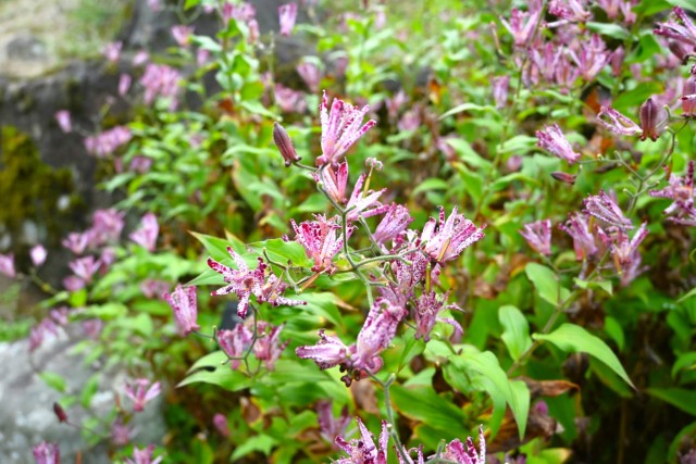 hototogisu_251106_01