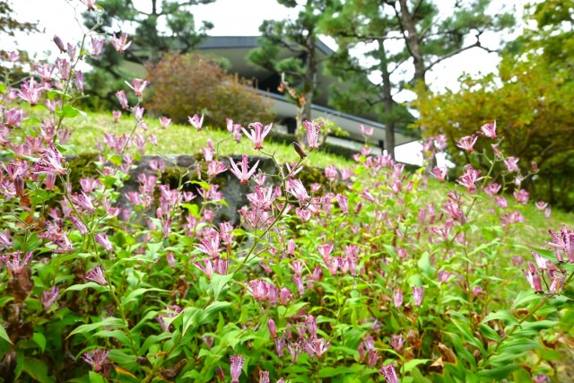 hototogisu_251106_02