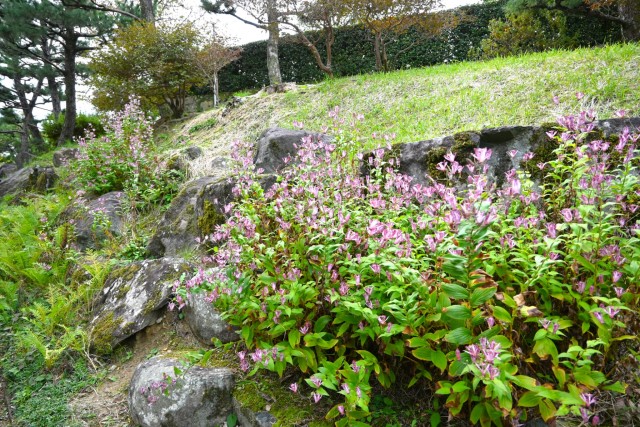 hototogisu_251106_03