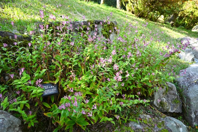 hototogisu_251111_01