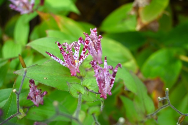 hototogisu_251111_02