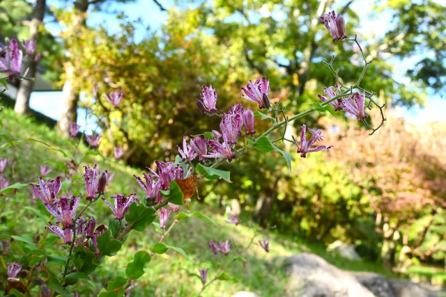 hototogisu_251111_03