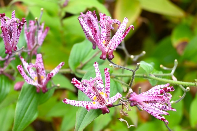 hototogisu_251119_01