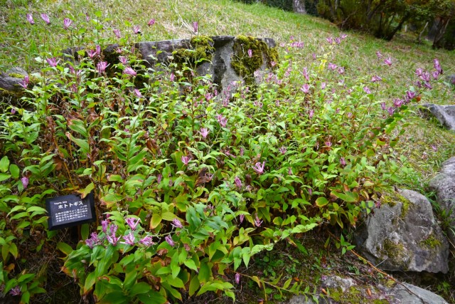 hototogisu_251119_02