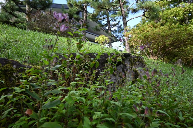 hototogisu_261007_02