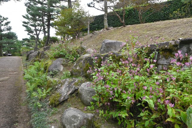 hototogisu_261021_02