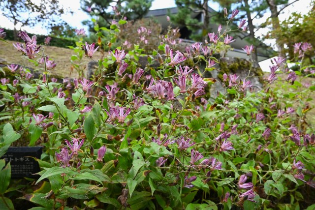 hototogisu_261021_03