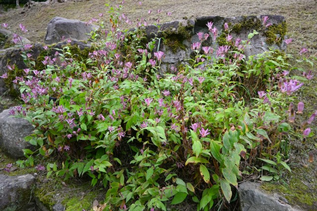 hototogisu_261021_04