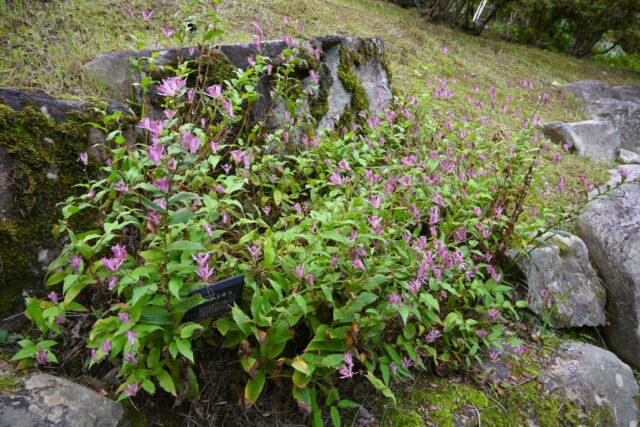 hototogisu_261028_03