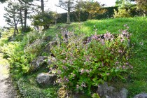 hototogisu__241106_03