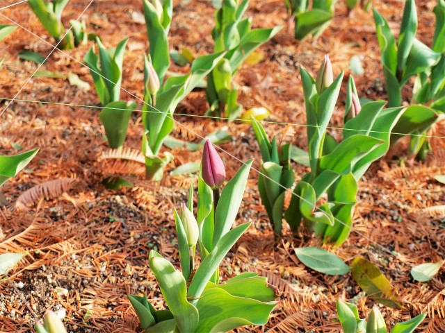 icetulip_210105_01