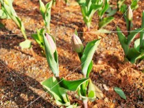 icetulip_210105_02