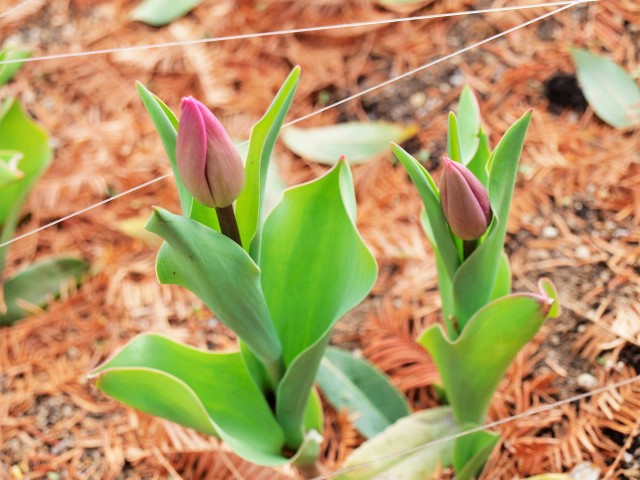 icetulip_210108_01