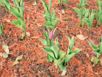 icetulip_210108_02