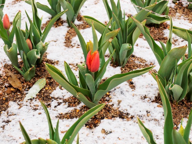 icetulip_210112_01