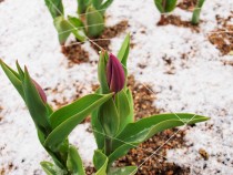 icetulip_210112_02