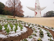 icetulip_210112_03