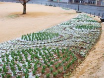 icetulip_210112_04