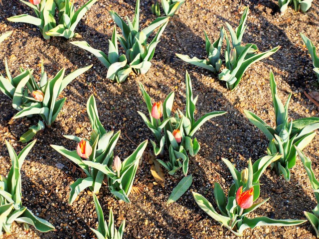 icetulip_210115_0115_01.jpg